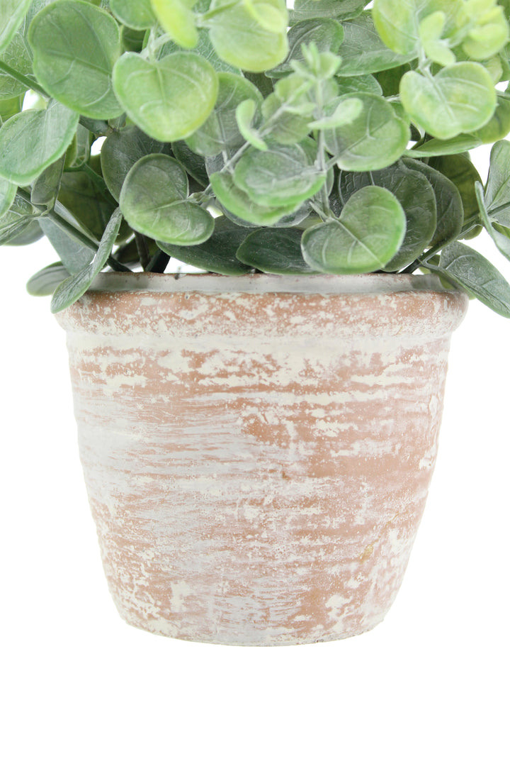 10" Eucalyptus &amp; 16" Citrus Topiary Set