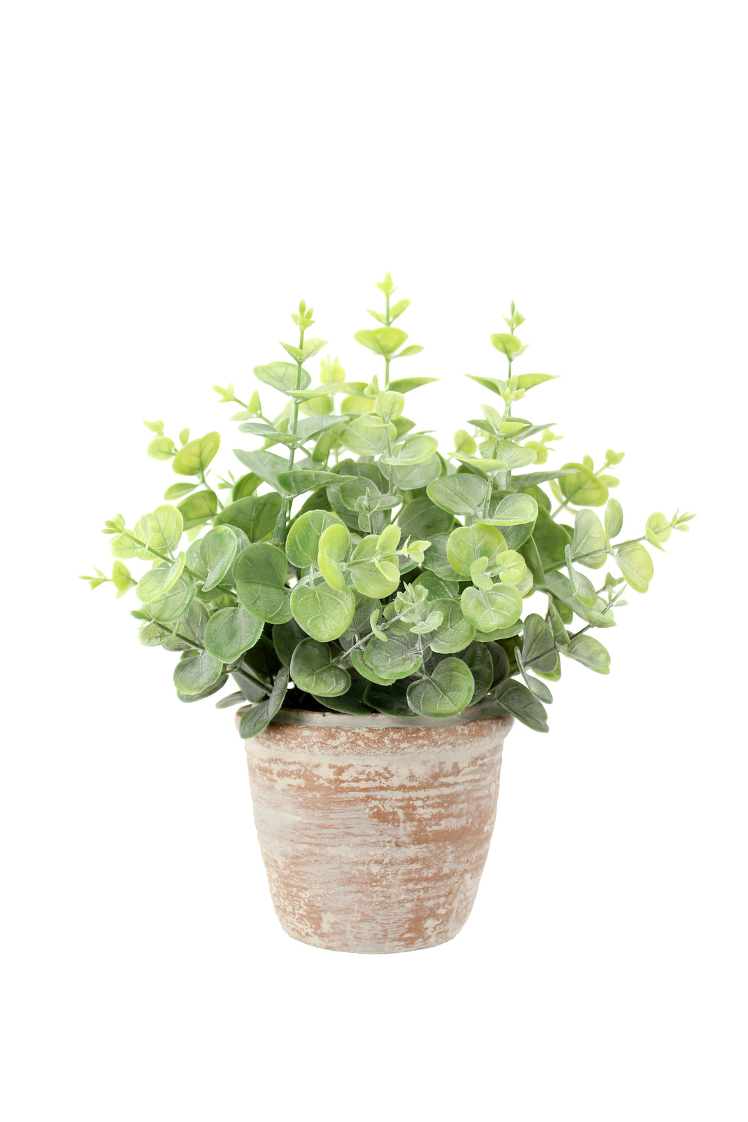 10" Eucalyptus &amp; 16" Citrus Topiary Set