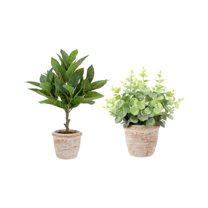 10" Eucalyptus &amp; 16" Citrus Topiary Set