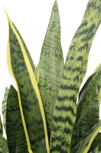 30" Artificial Snake Plants in Black Pots Set of 2