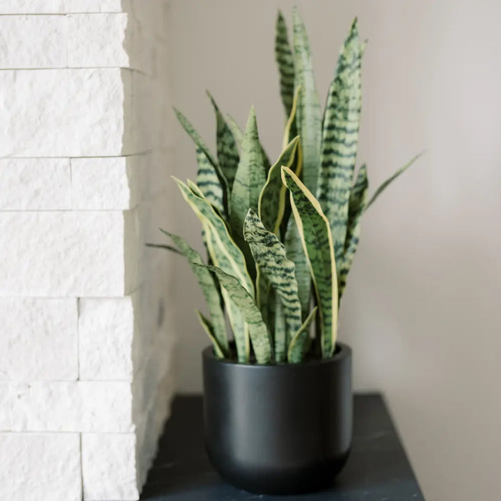 30" Artificial Snake Plants in Black Pots Set of 2