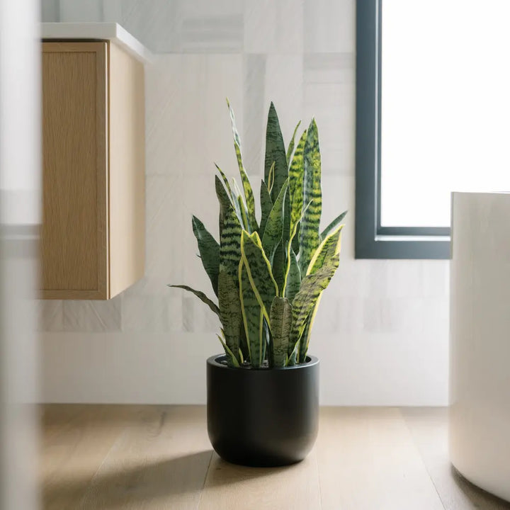 30" Artificial Snake Plants in Black Pots Set of 2