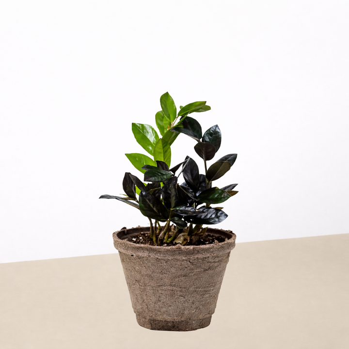 ZZ Zamioculcas &