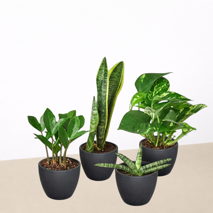 Easy Care Variety Bundle