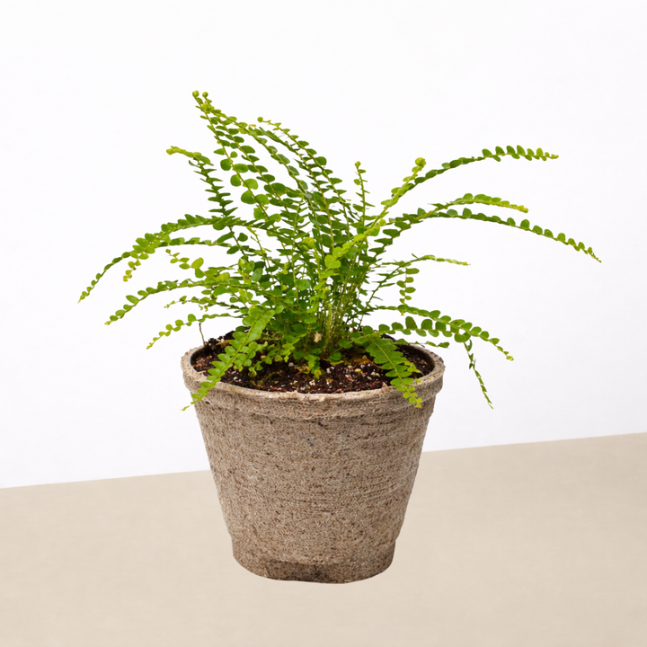 Lemon Button Fern