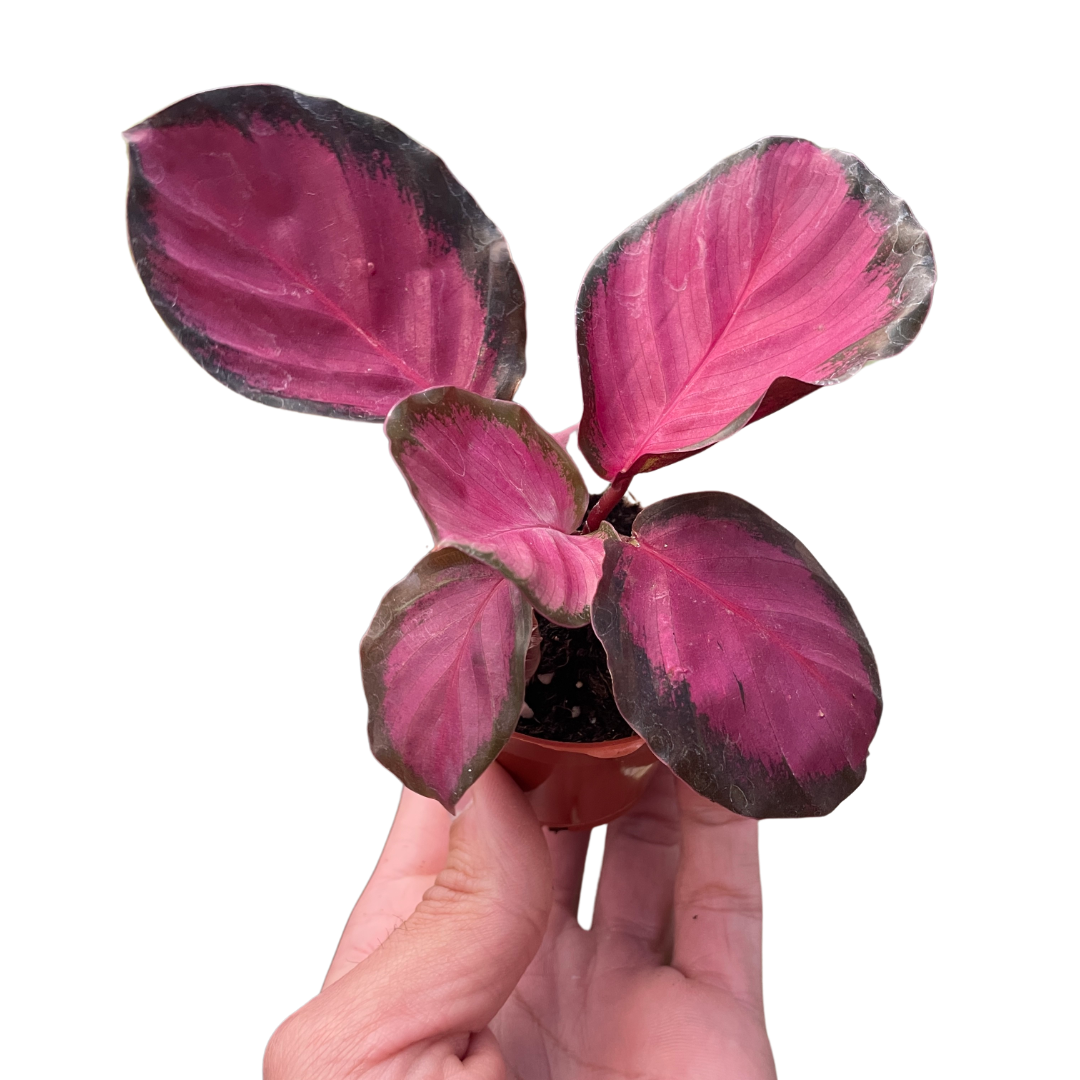 Calathea &