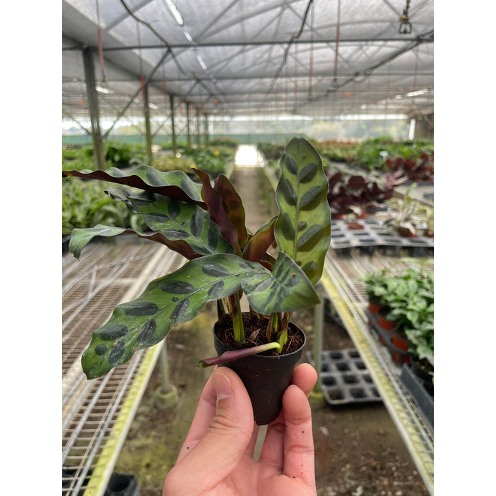 Calathea Lancifolia &