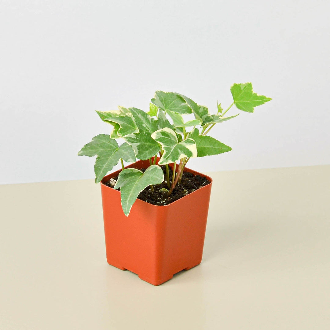 English Ivy &