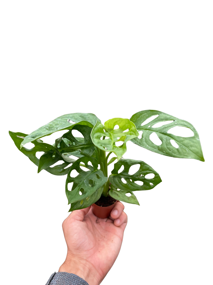 Monstera Adansonii &
