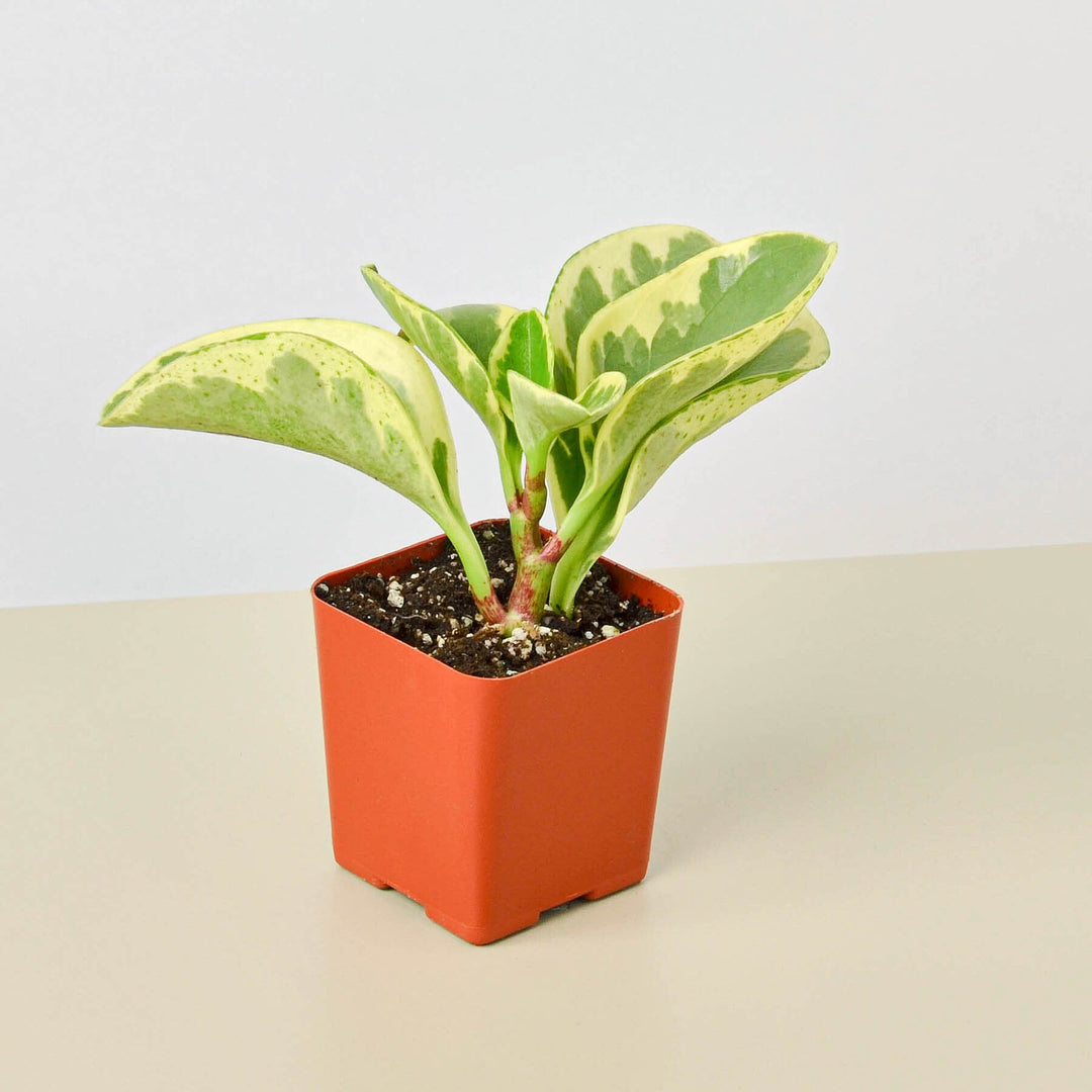 Peperomia &