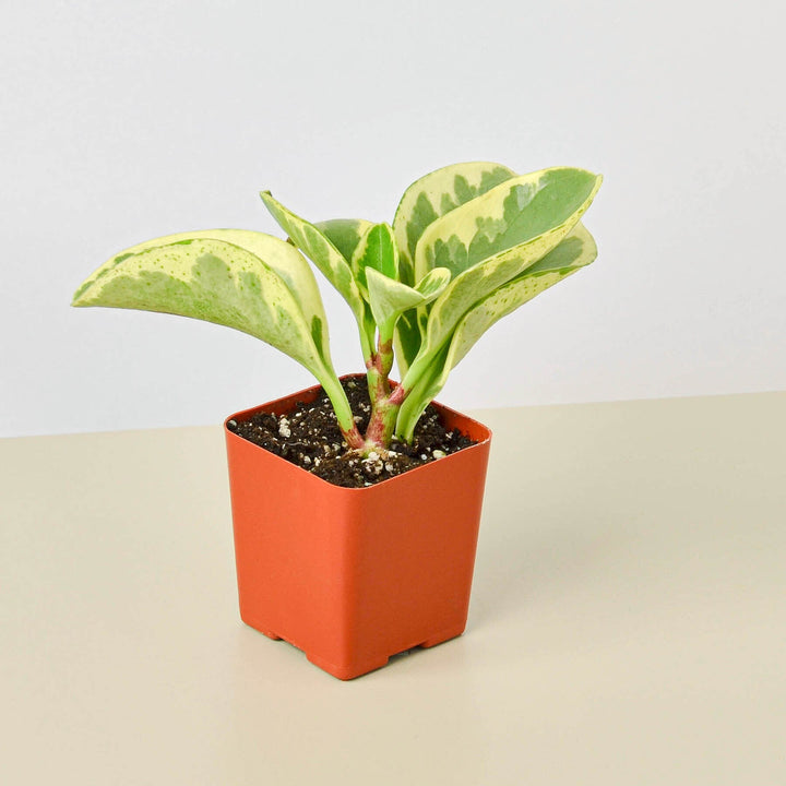 Peperomia &