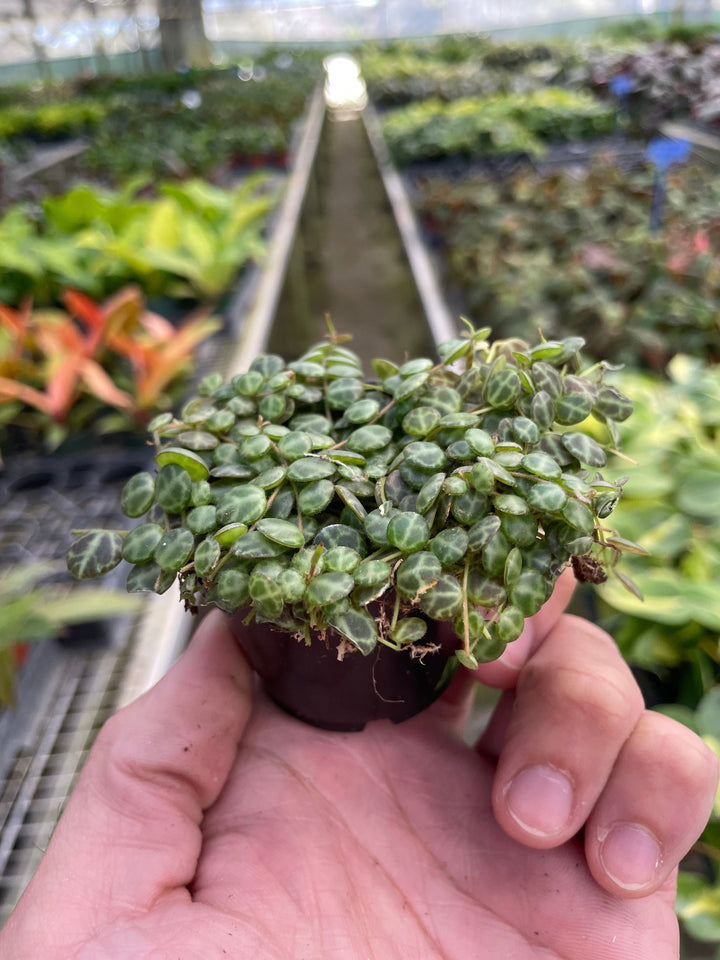Peperomia Prostrata &