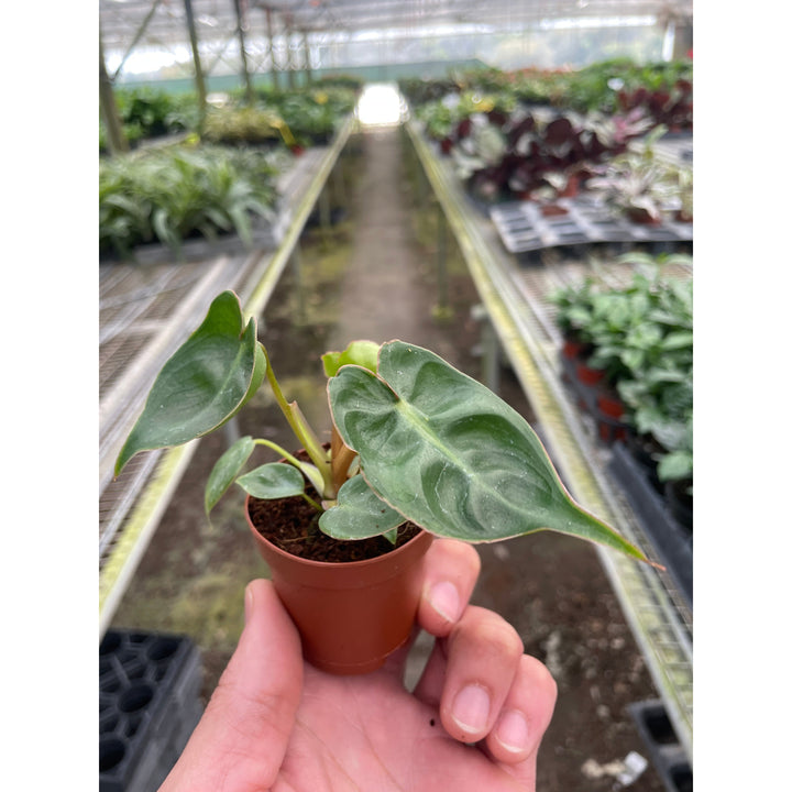 Philodendron &