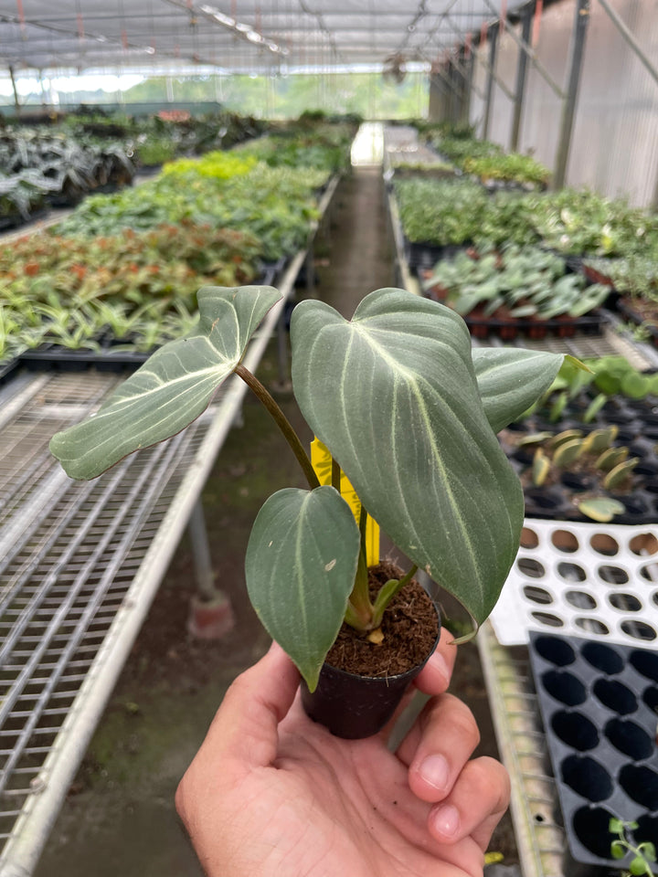 Philodendron &