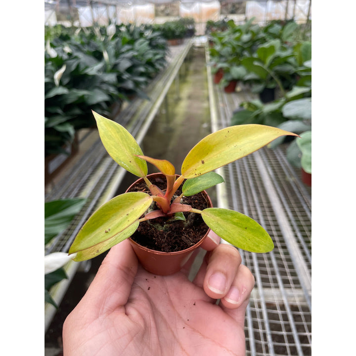 Philodendron &