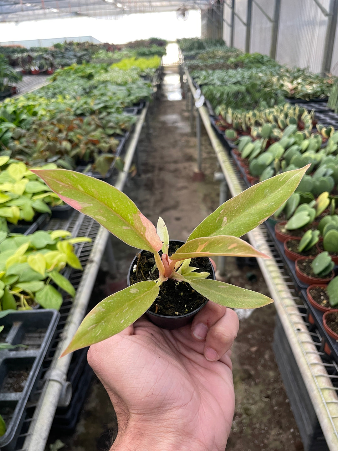Philodendron &