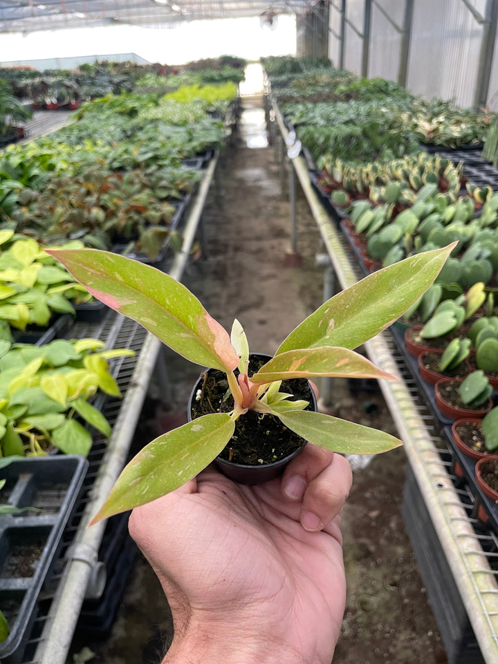 Philodendron &