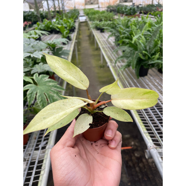 Philodendron &