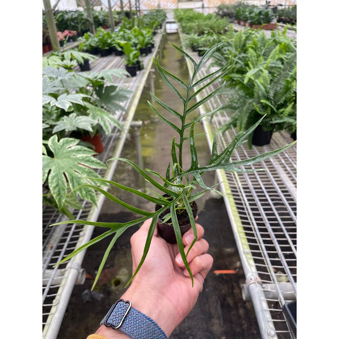 Philodendron &