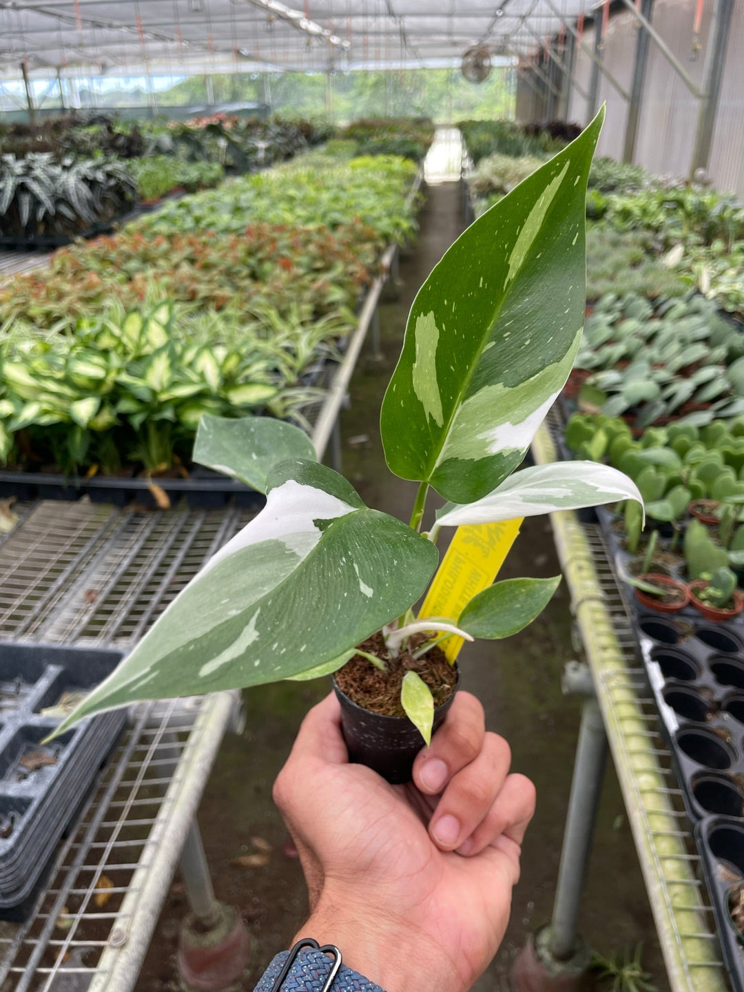 Philodendron &