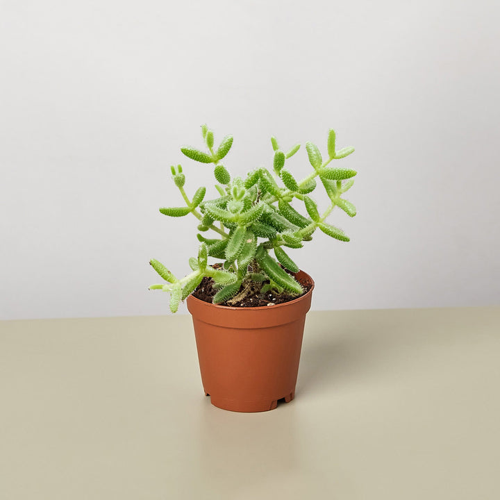 Delosperma echinatum &