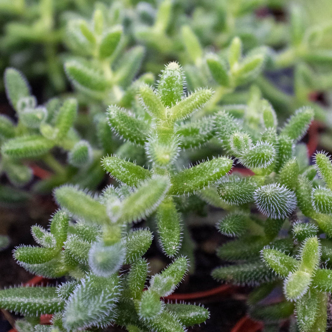 Delosperma echinatum &