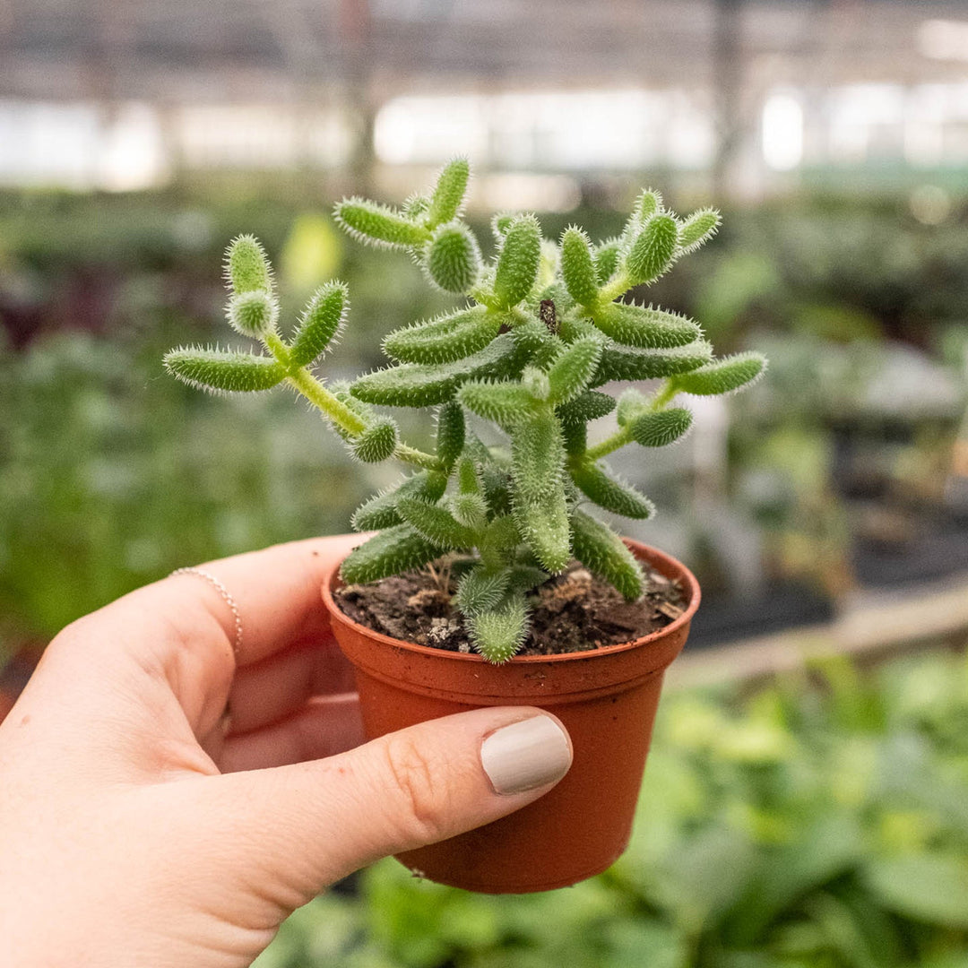 Delosperma echinatum &