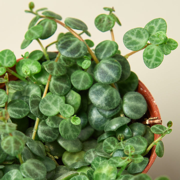 Peperomia Prostrata &
