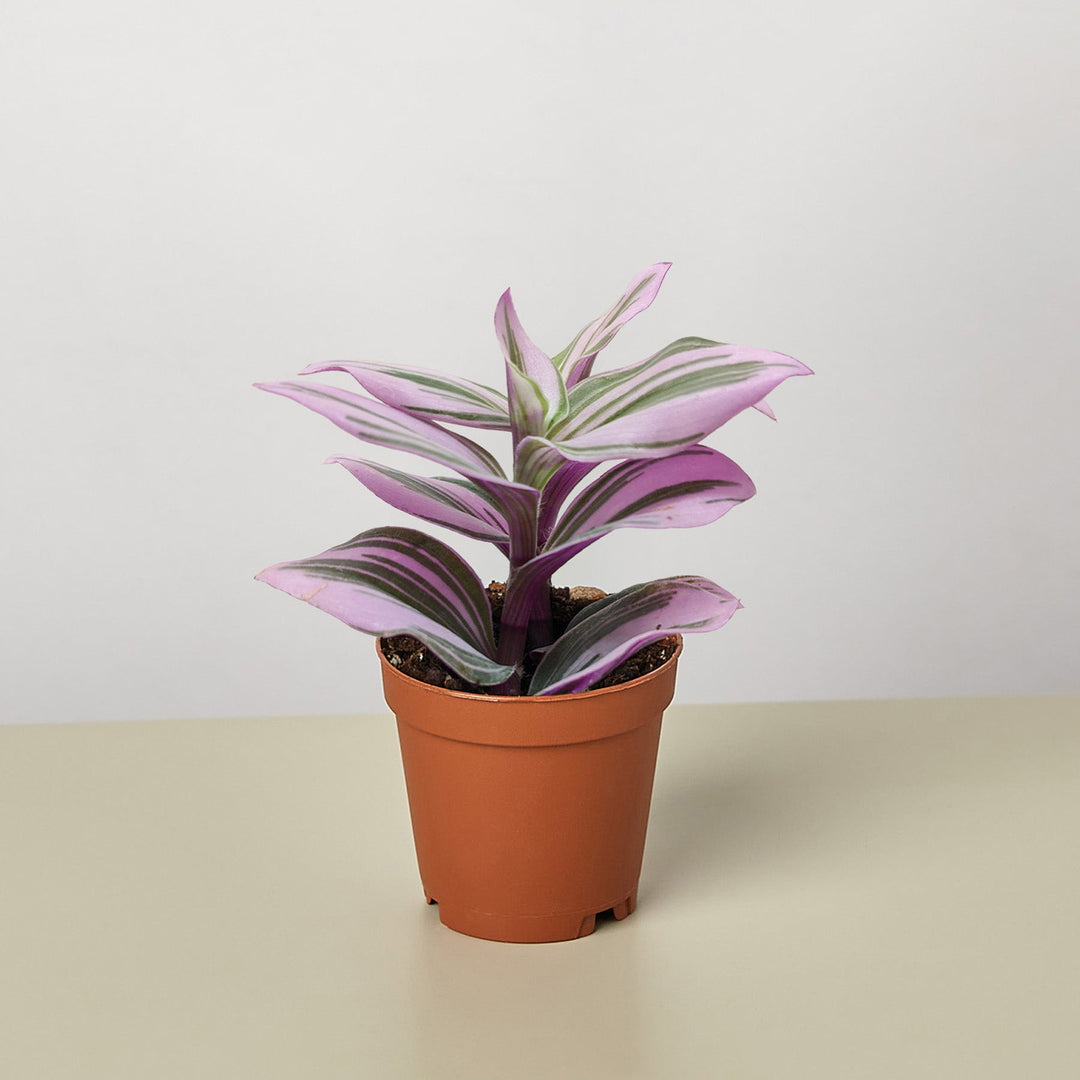 Tradescantia &