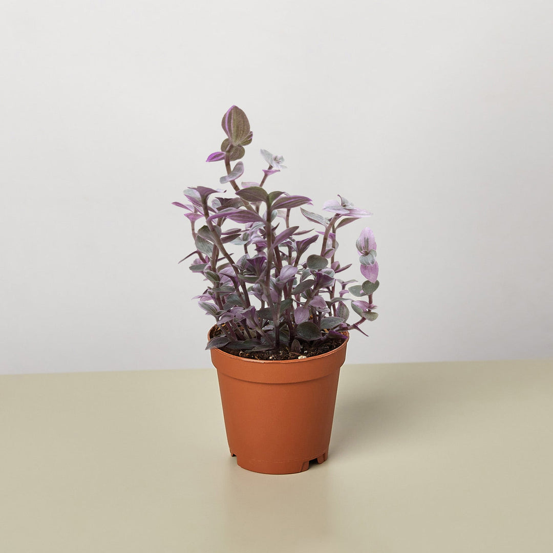 Tradescantia Callisia &