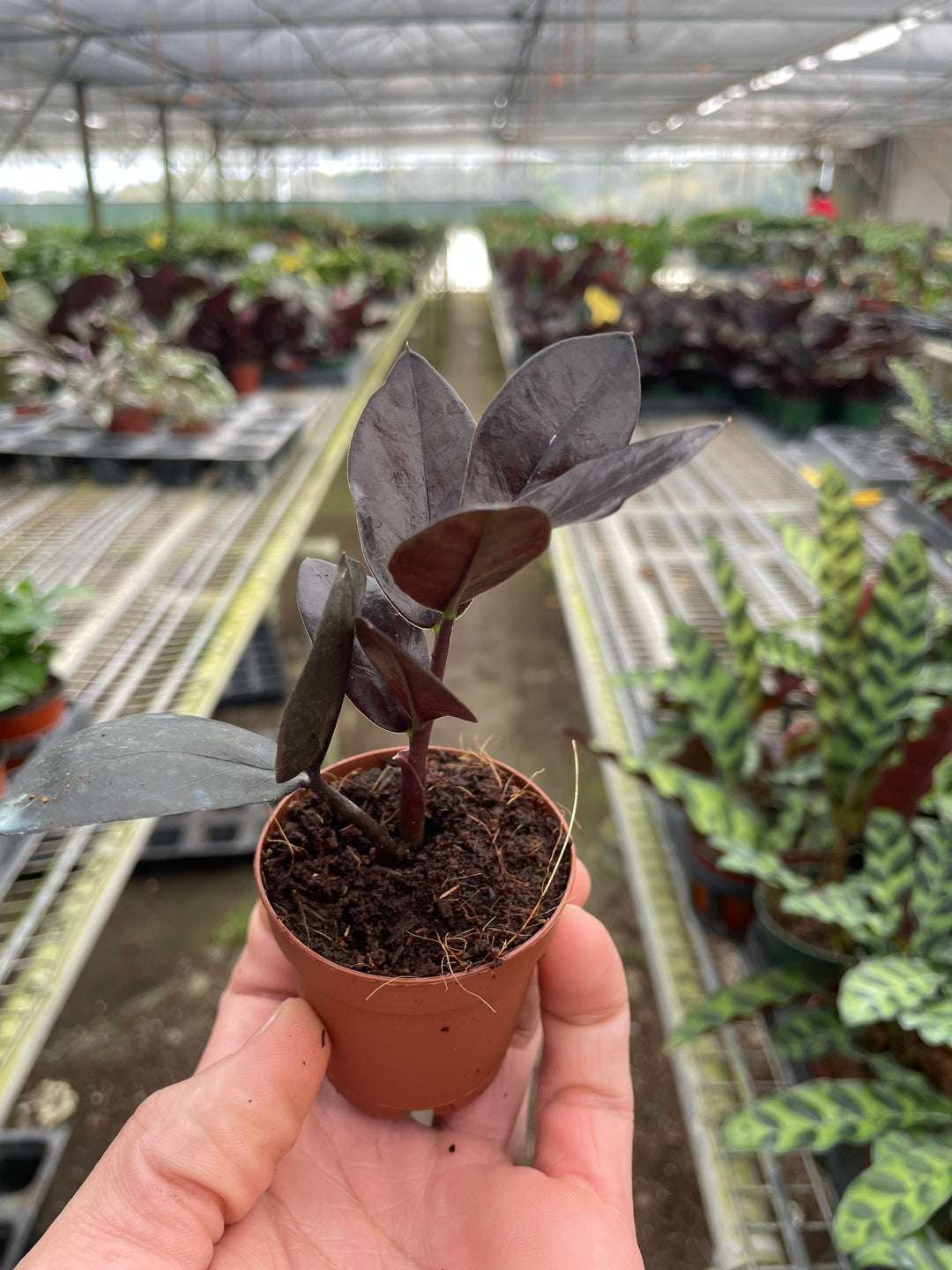 ZZ Zamioculcas &