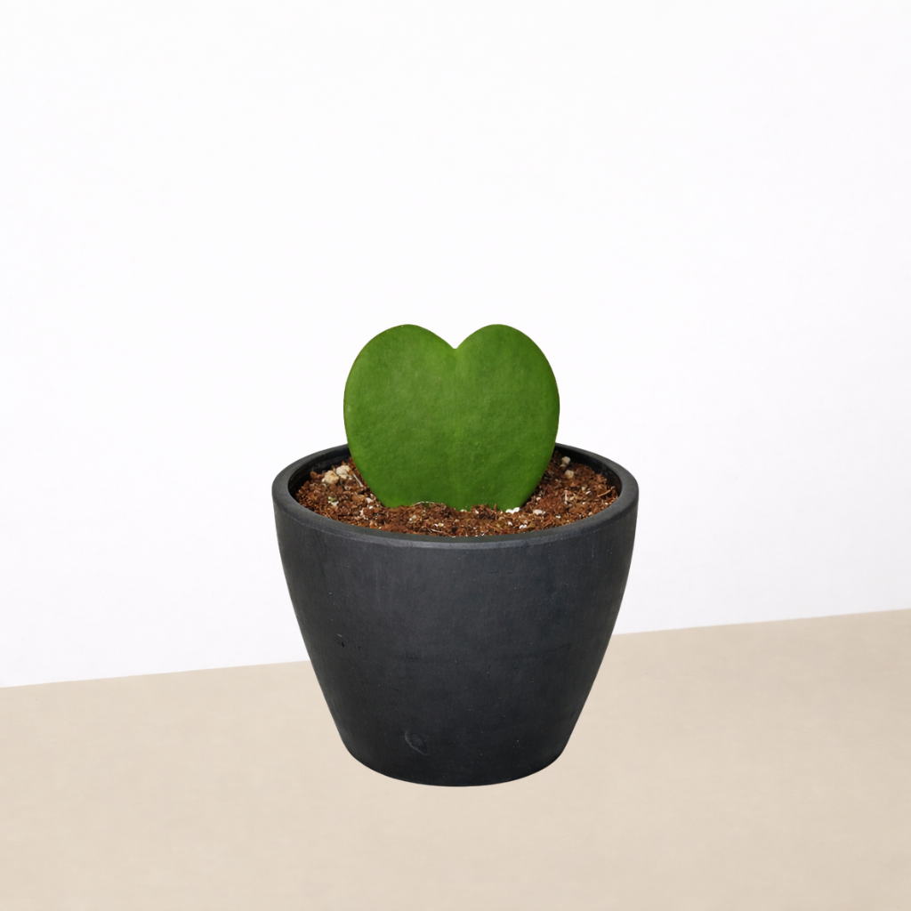 Hoya &