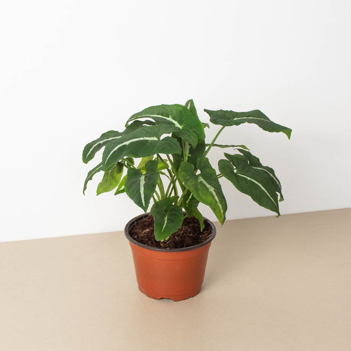 Syngonium wendlandii &