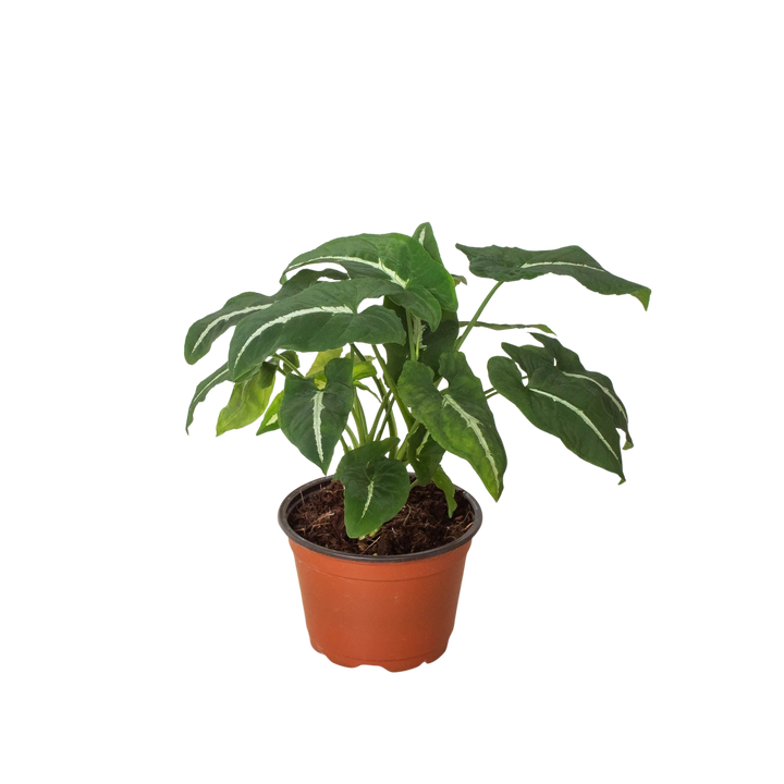 Syngonium wendlandii &