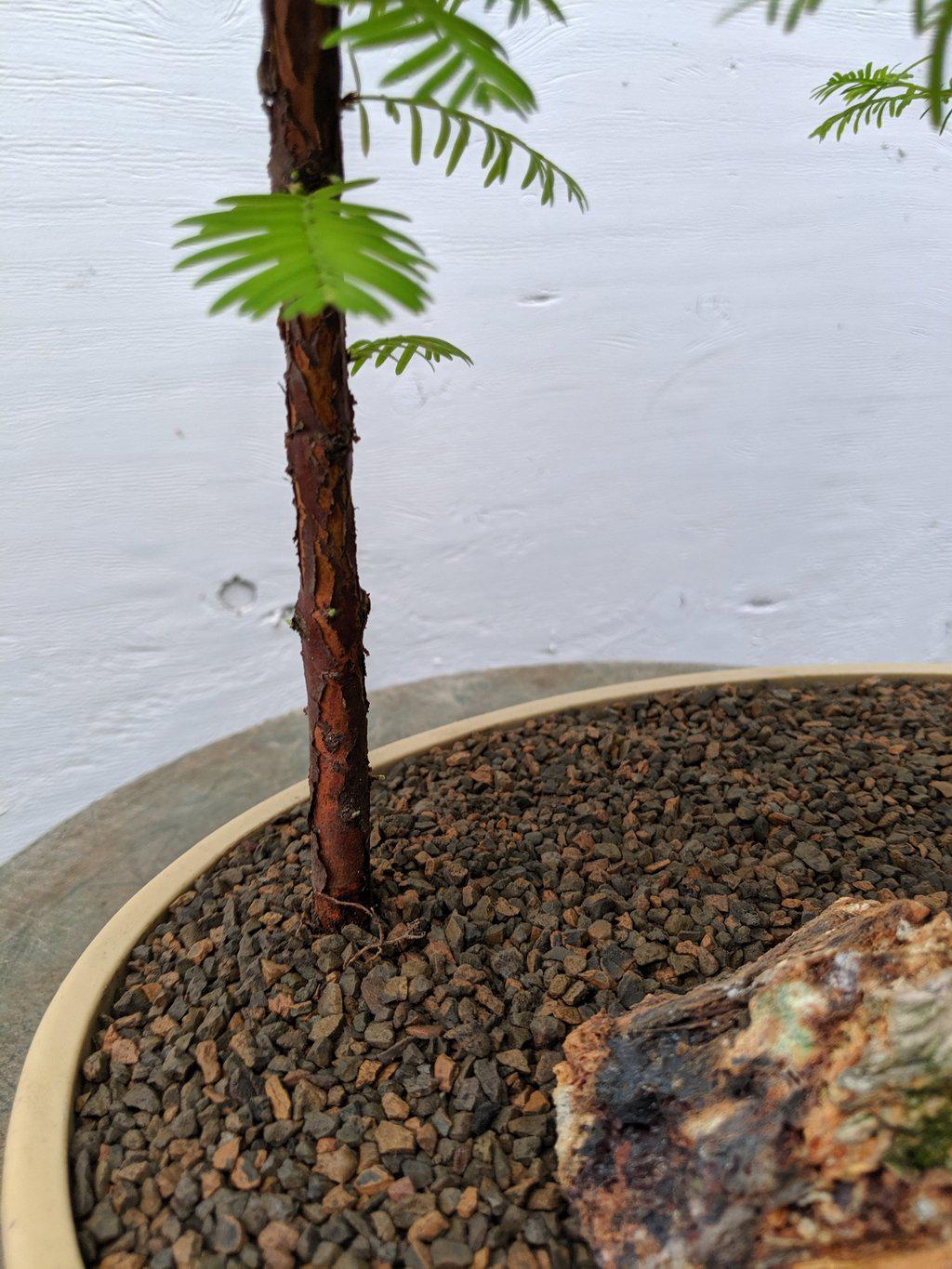 3 Tree Redwood Forest Bonsai Tree