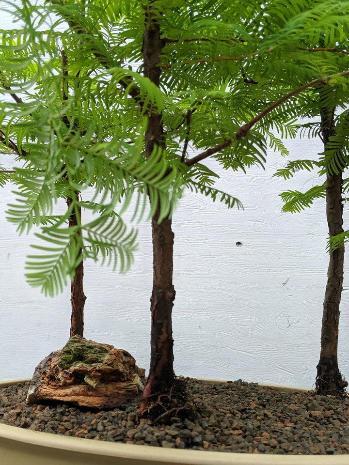 3 Tree Redwood Forest Bonsai Tree