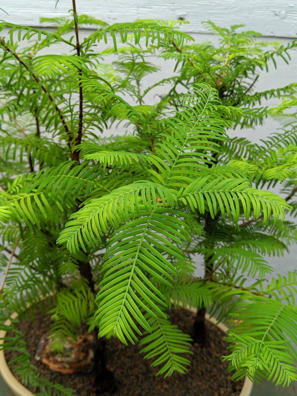 3 Tree Redwood Forest Bonsai Tree