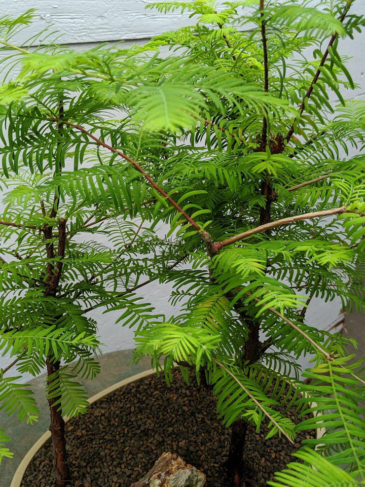 3 Tree Redwood Forest Bonsai Tree