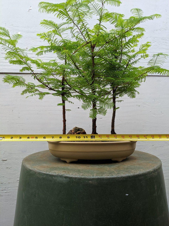 3 Tree Redwood Forest Bonsai Tree