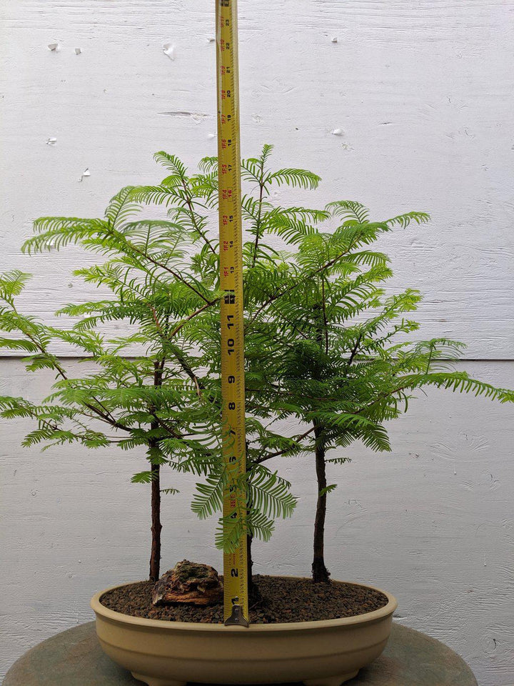 3 Tree Redwood Forest Bonsai Tree