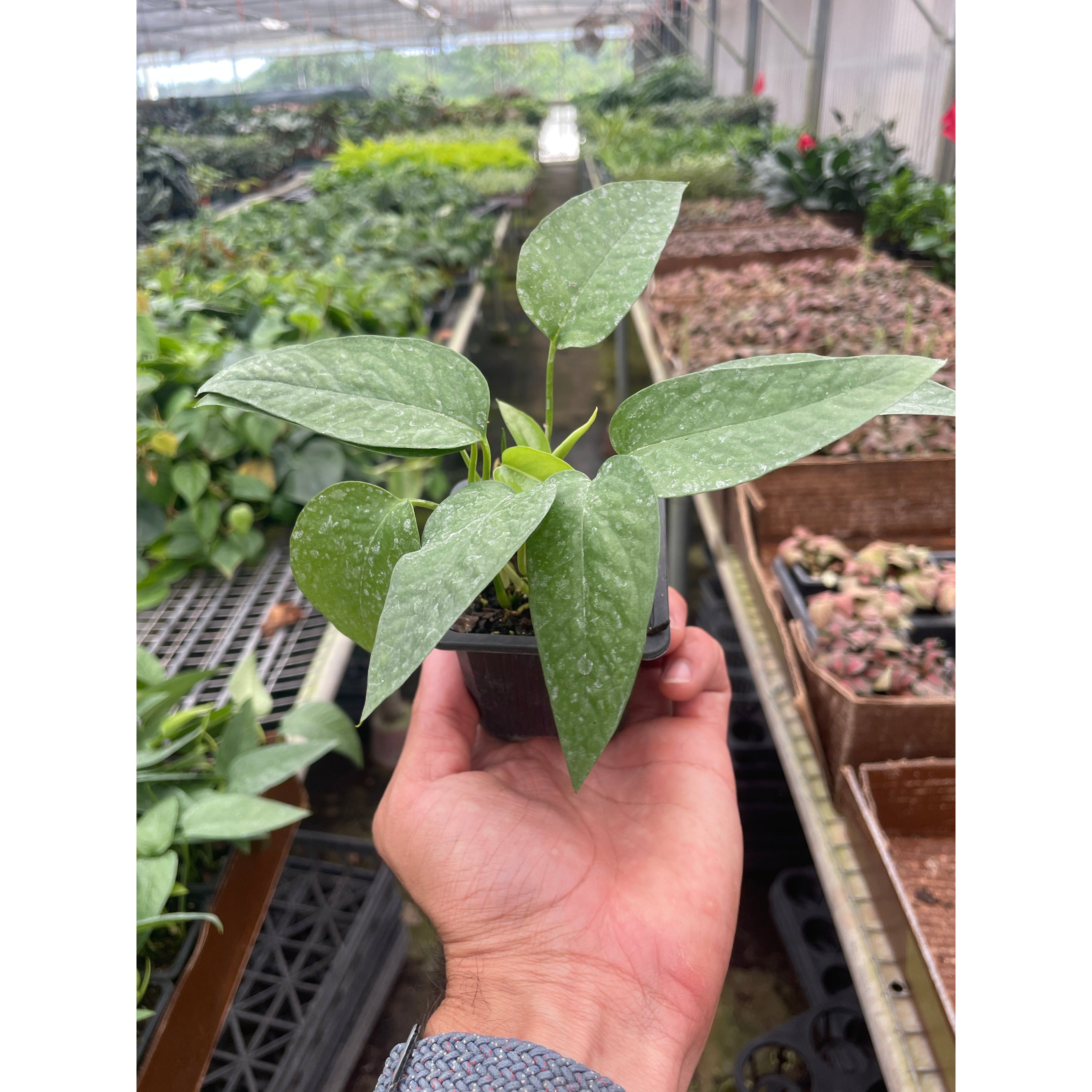Pothos 'Cebu Blue'
