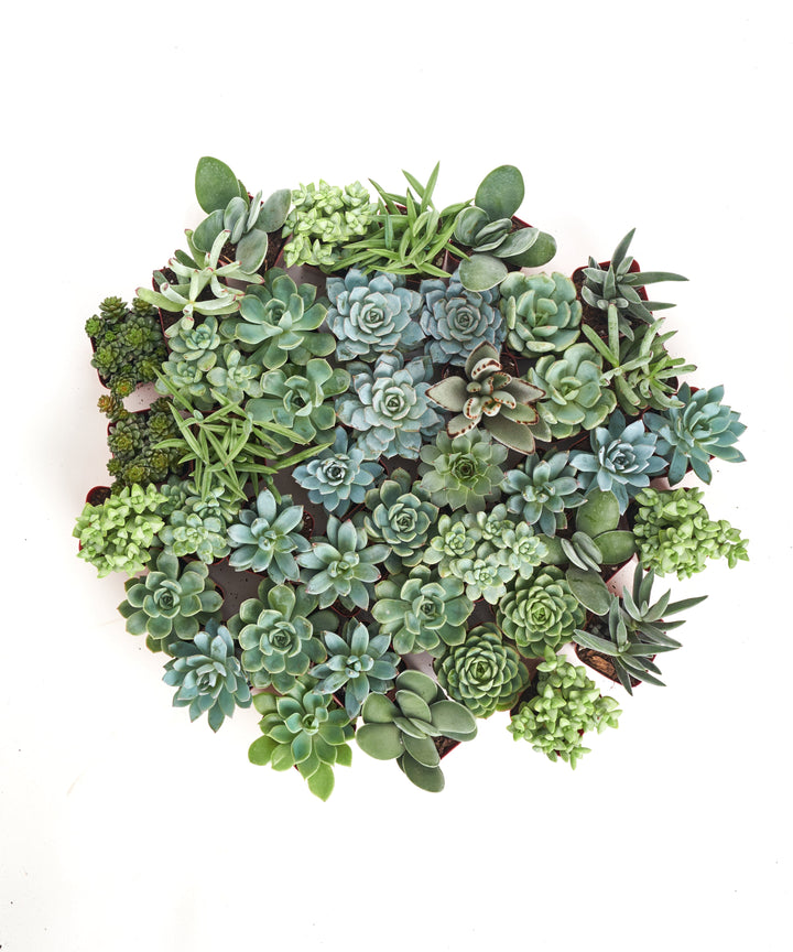 Blue &amp; Green Mini Succulent Collection
