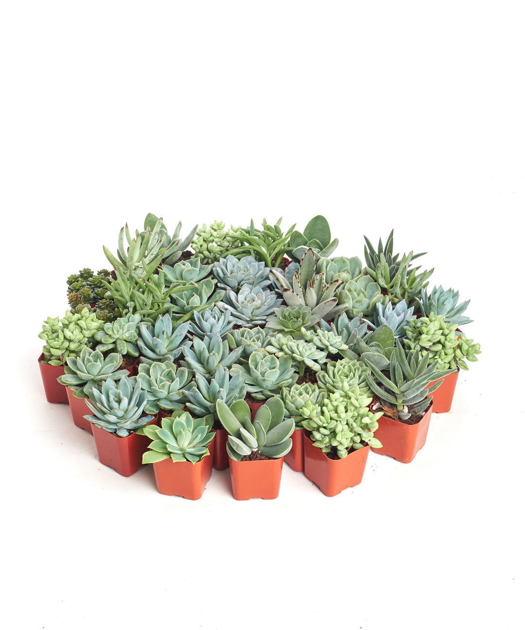 Blue &amp; Green Mini Succulent Collection