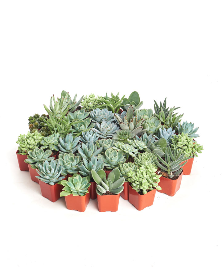 Blue &amp; Green Mini Succulent Collection