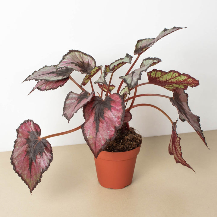 Begonia &