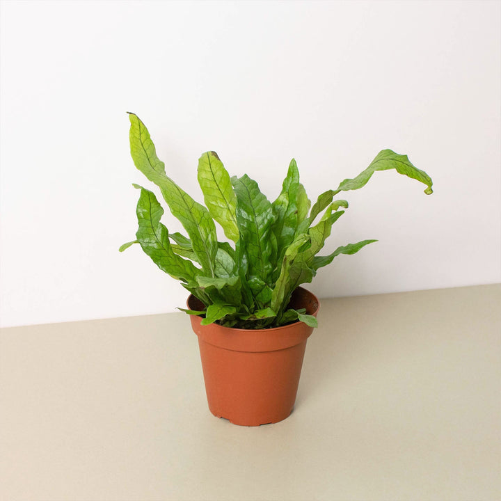 Fern &