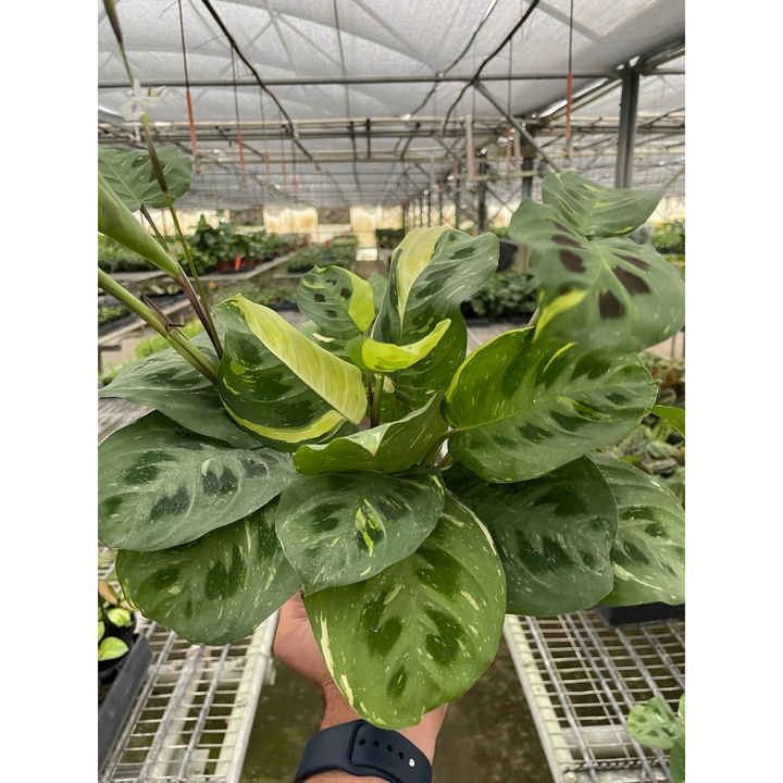 Maranta Variegated &