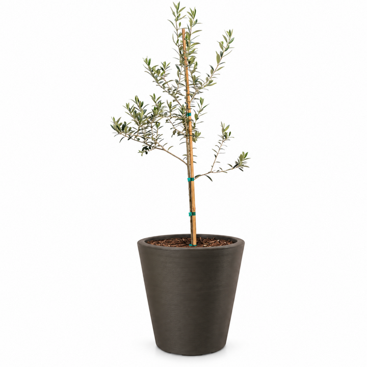 Arbequina Olive Tree Live Potted Plant Fruit Tree Patio Garden