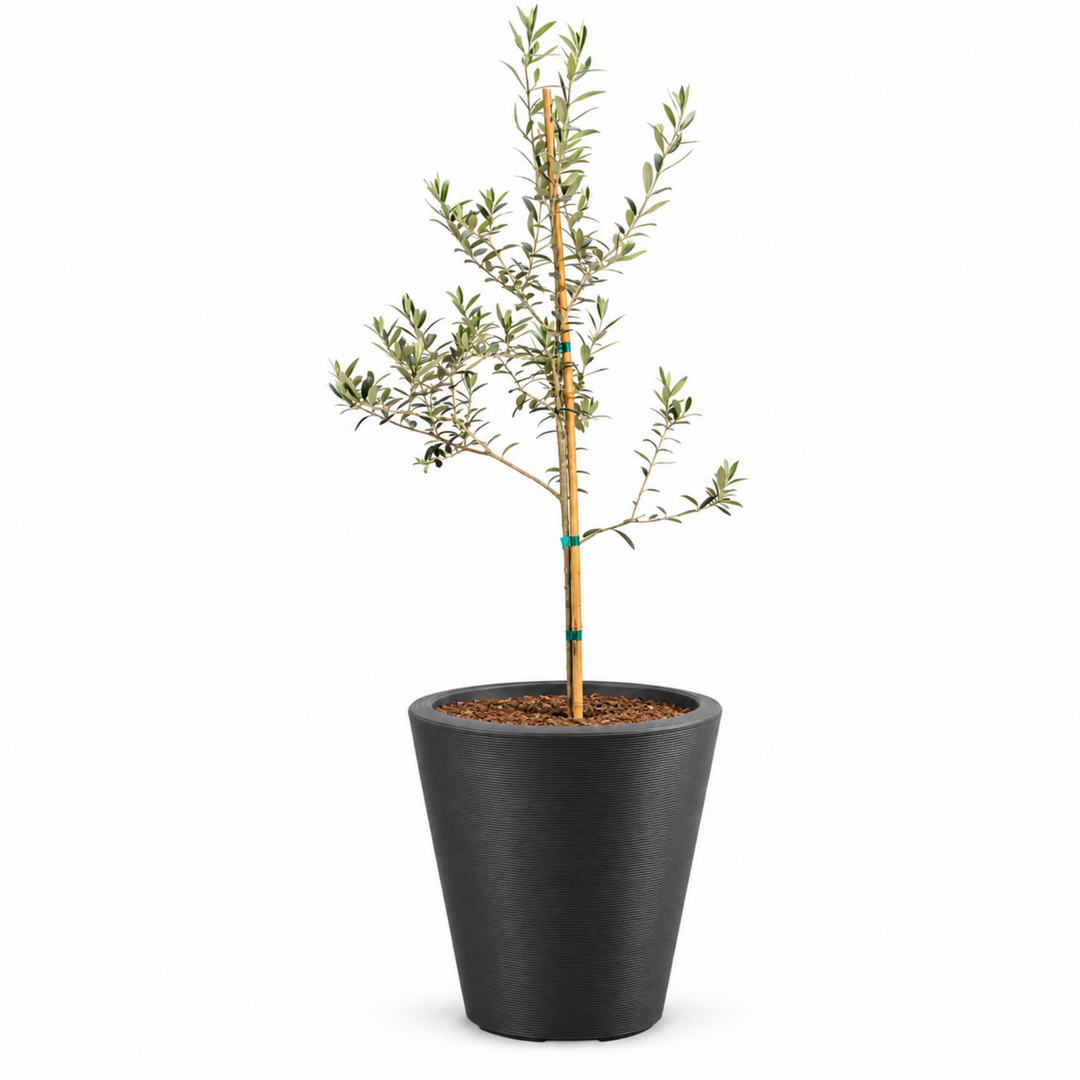 Arbequina Olive Tree Live Potted Plant Fruit Tree Patio Garden