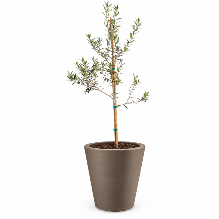 Arbequina Olive Tree Live Potted Plant Fruit Tree Patio Garden
